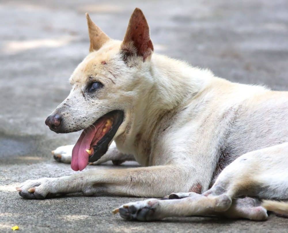 Blind dog