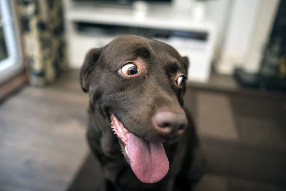 Can dogs hyperventilate?