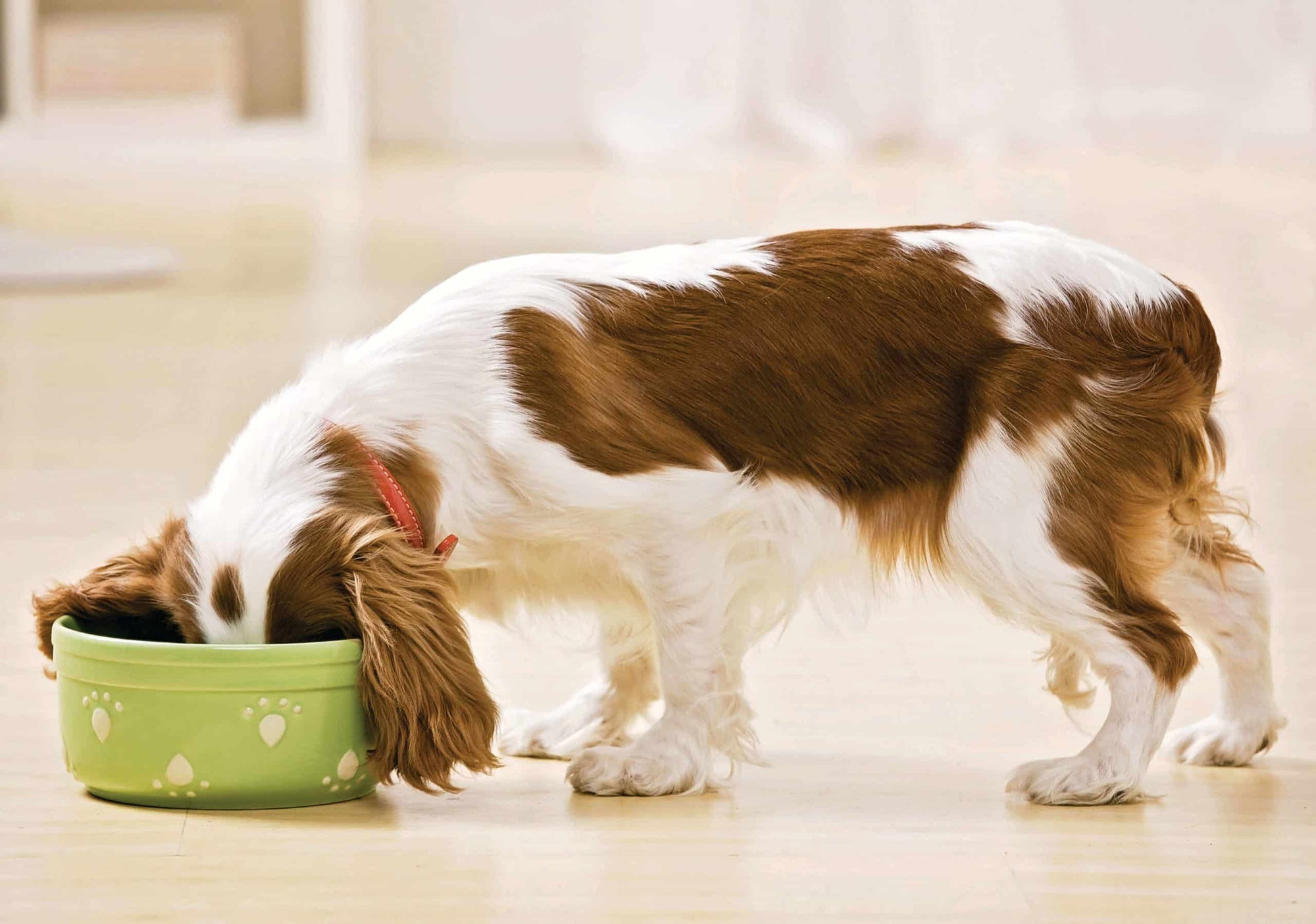 can dogs eat cat food