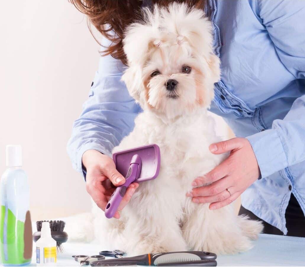 Dog grooming