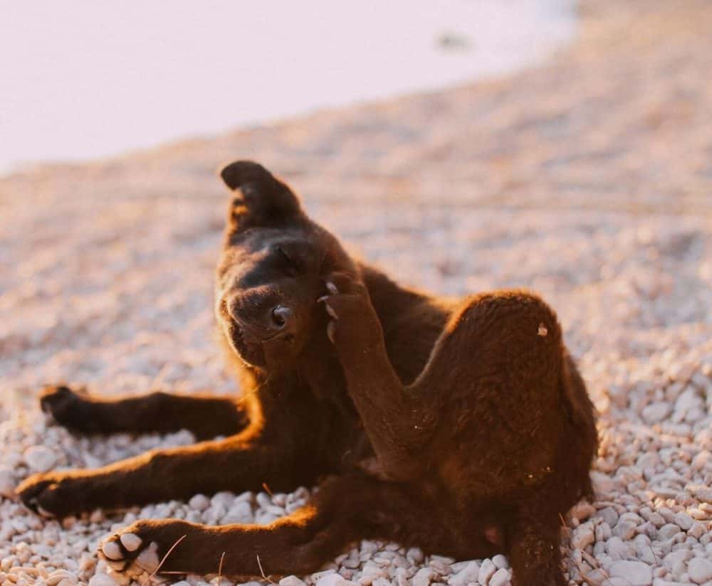 Dog scratching because of sandfleas