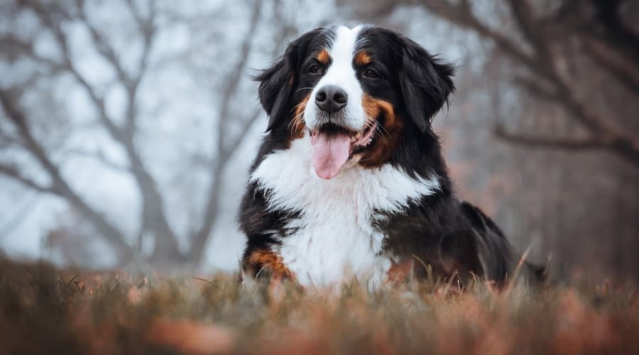 Best skin and coat supplements for dogs