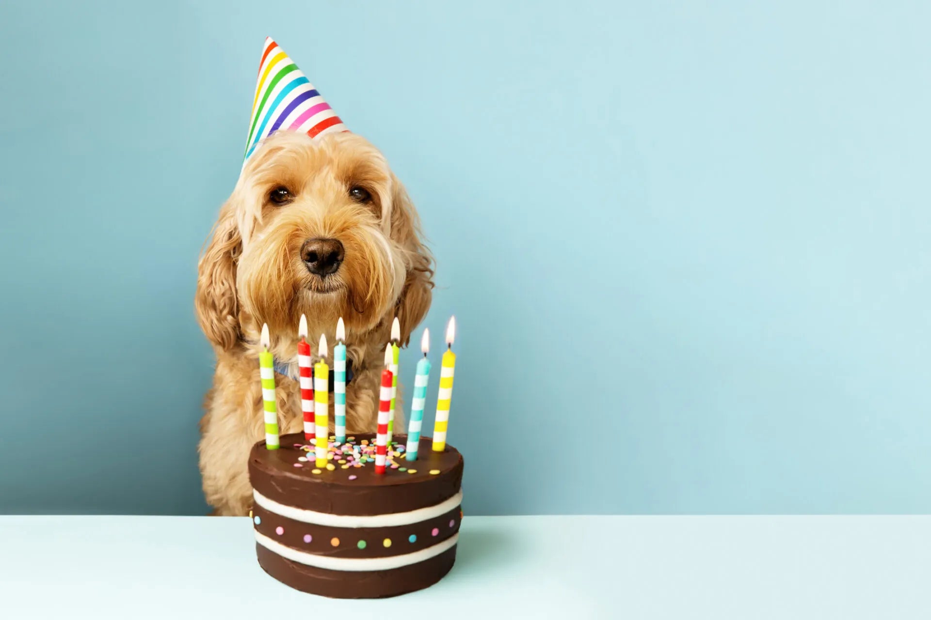 How to celebrate your dog’s birthday?