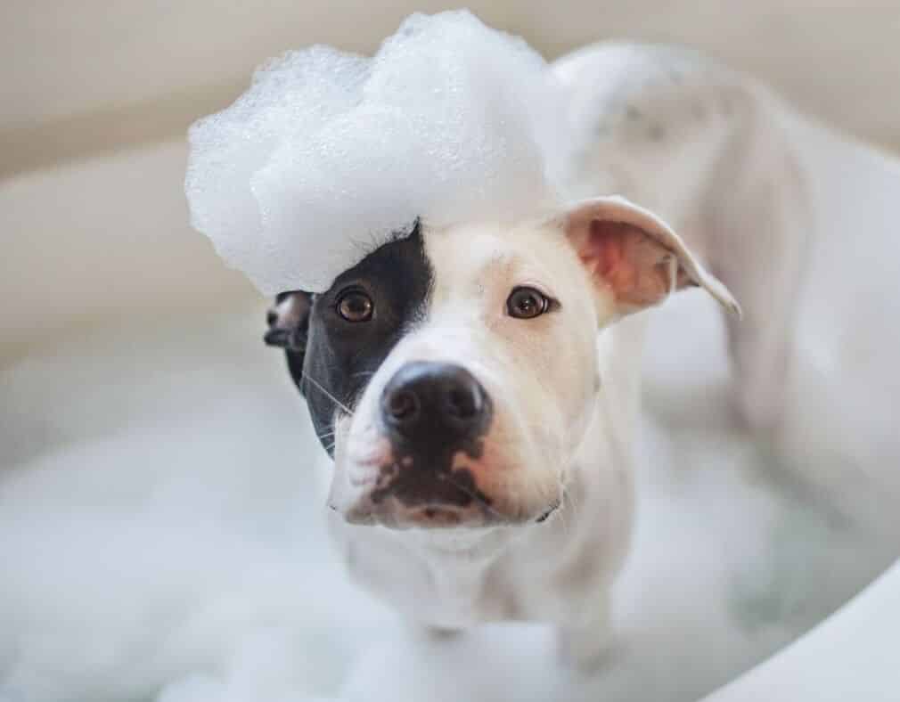 How often should I give my dog a bath