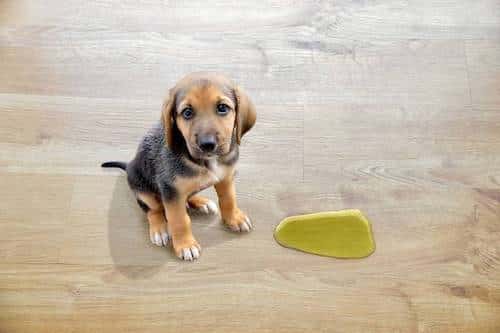 Housebreaking Your Puppy