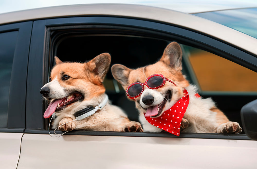 6 essential tips for making a road trip with your dog