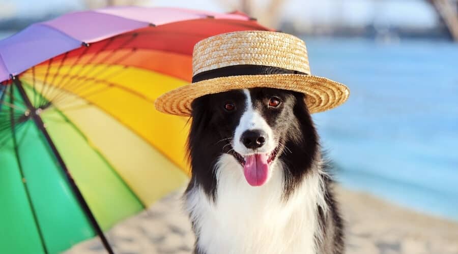 8 summer safety tips for dogs