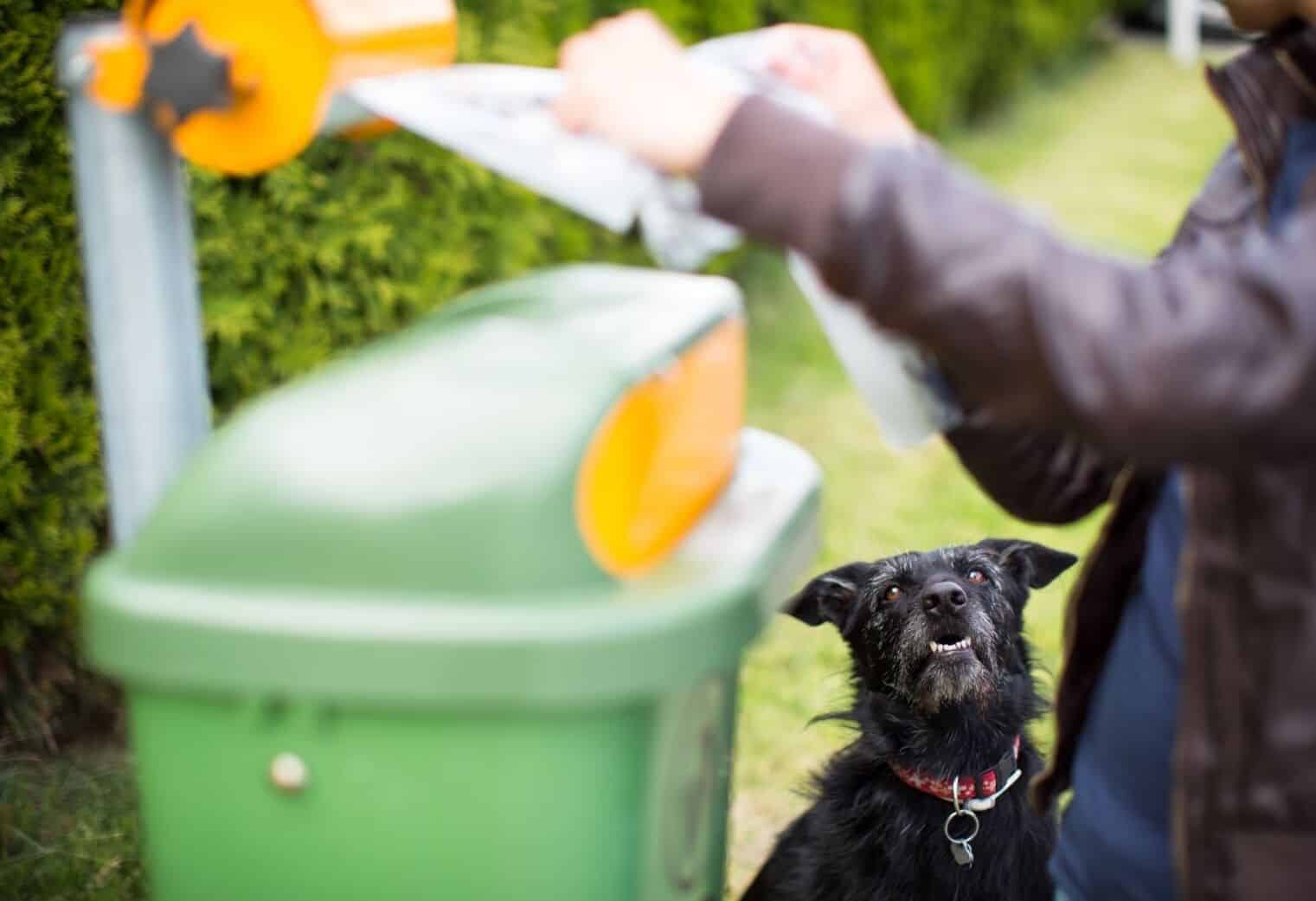 taking care of the planet with dogs