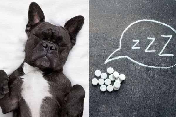 can dogs have melatonin