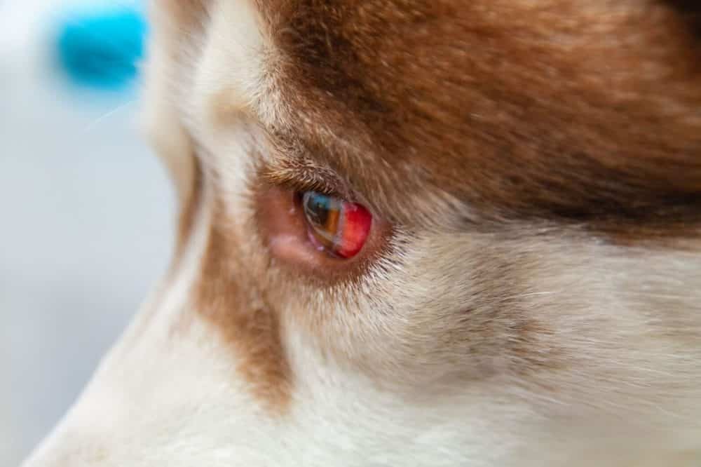 Red eyes in dogs