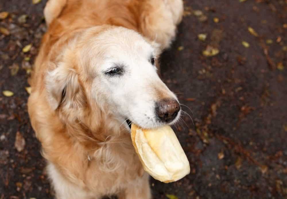 Can dogs eat bread