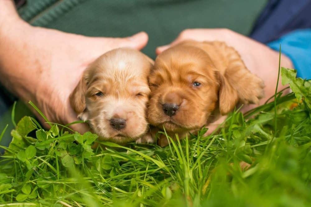 newborn puppies