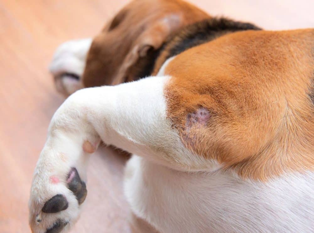 pressure sores in dogs