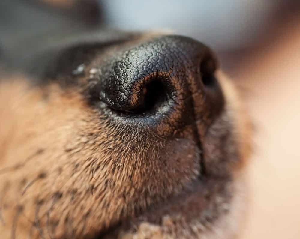 Why are dogs' noses wet