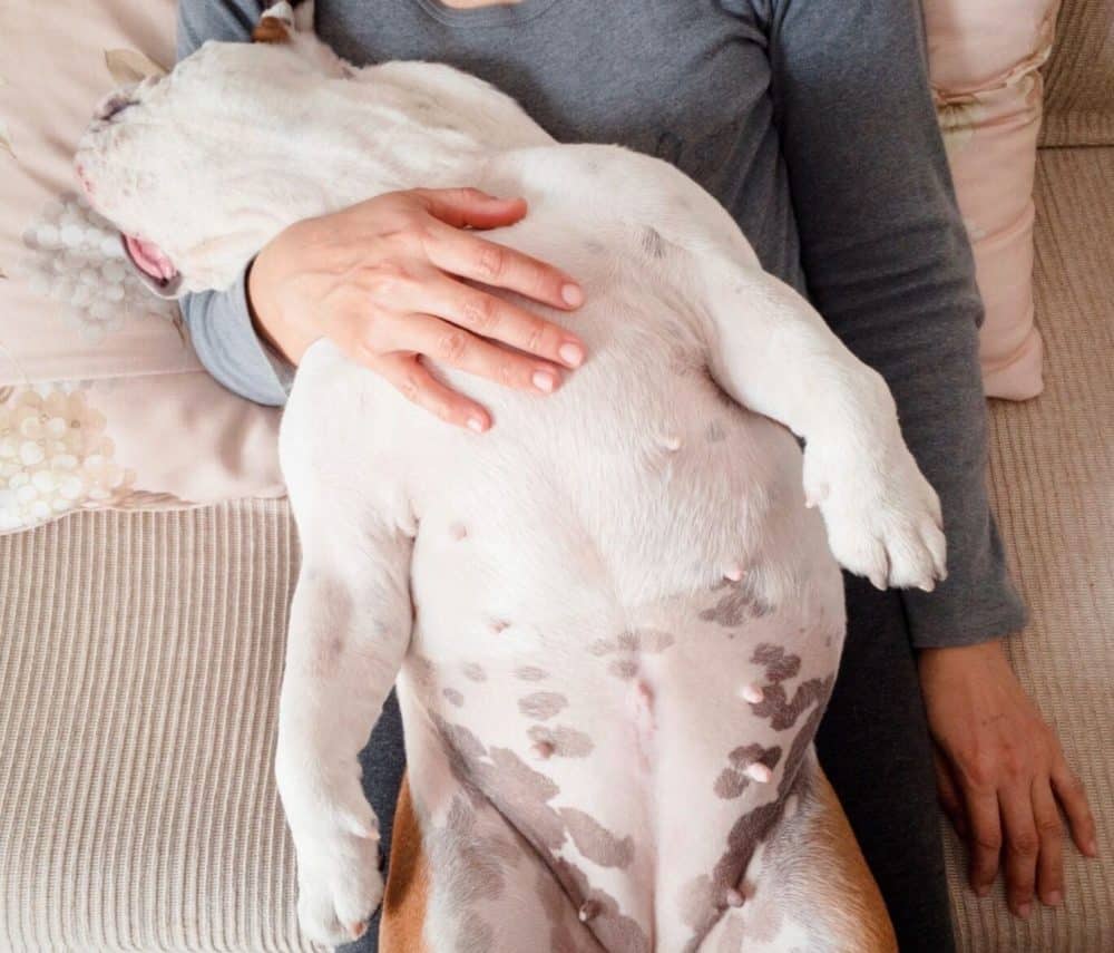 Do Dogs Have Belly Buttons?