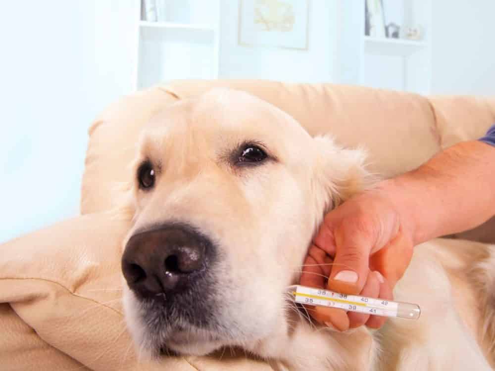 leptospirosis in dogs