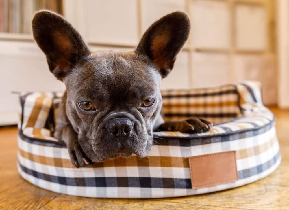 dog scratching his bed