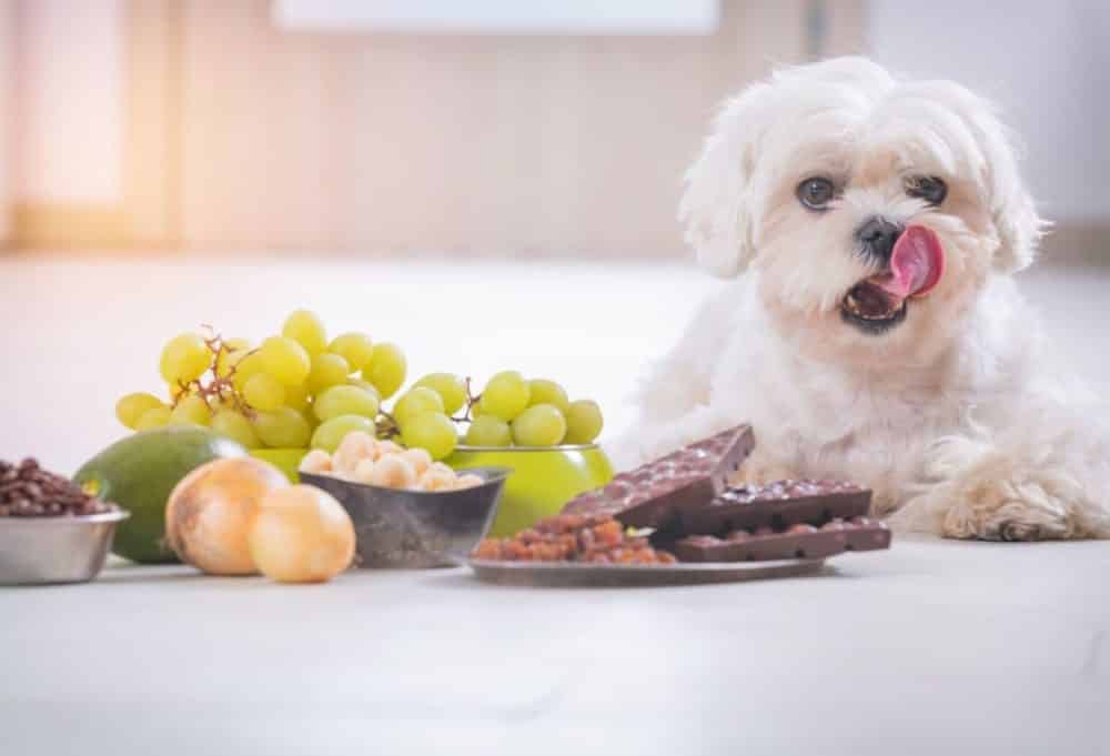 toxic foods for dogs