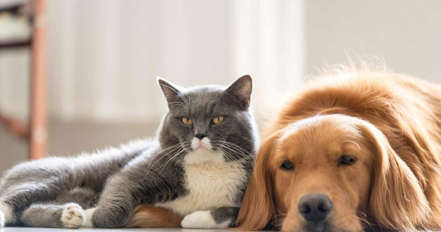 dogs and cats living together