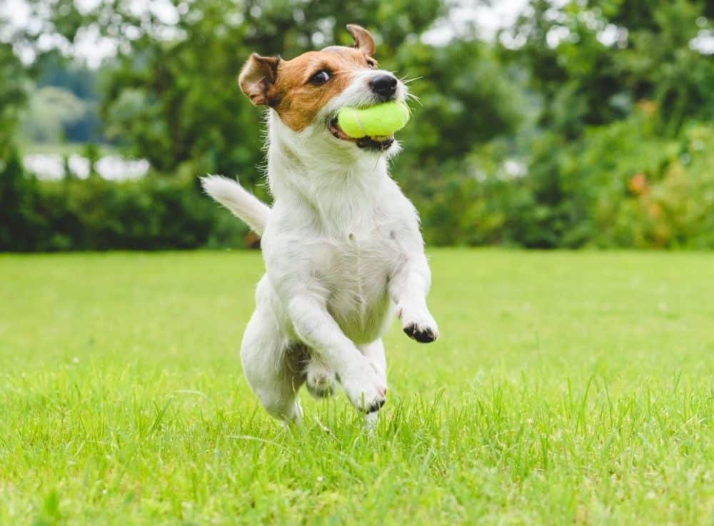 active dog breeds