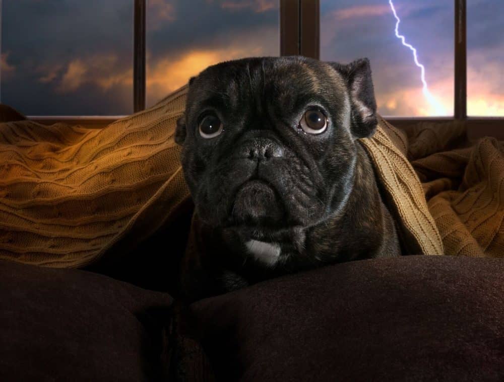Dog scared of thunderstorms