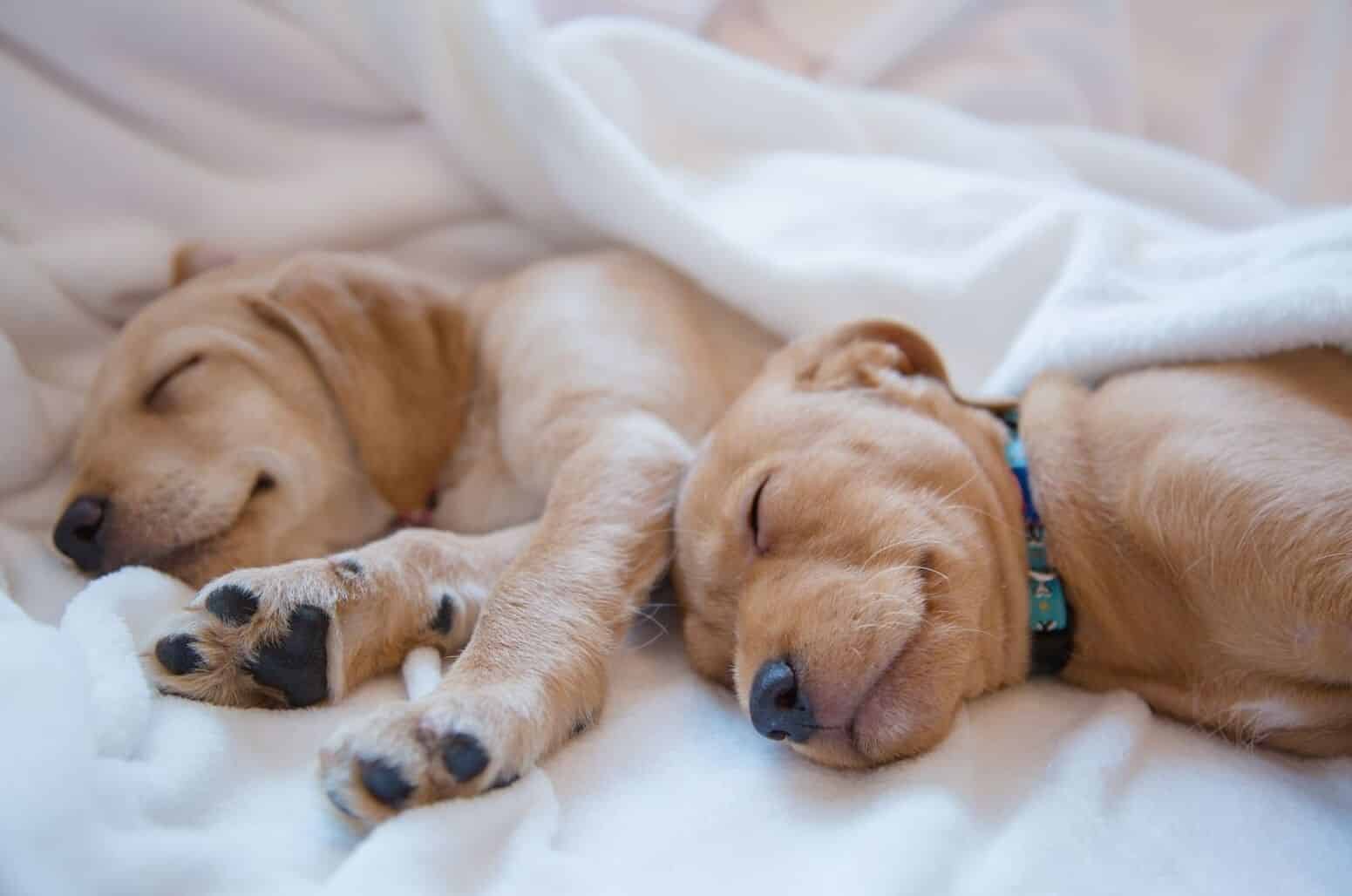 how to get your puppy to sleep through the night
