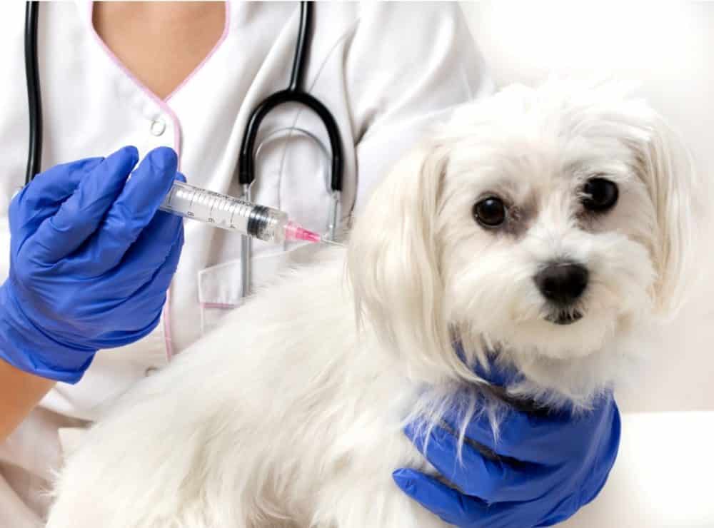rabies in dogs
