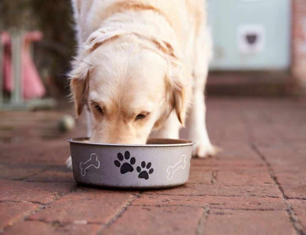 vitamin A for dogs