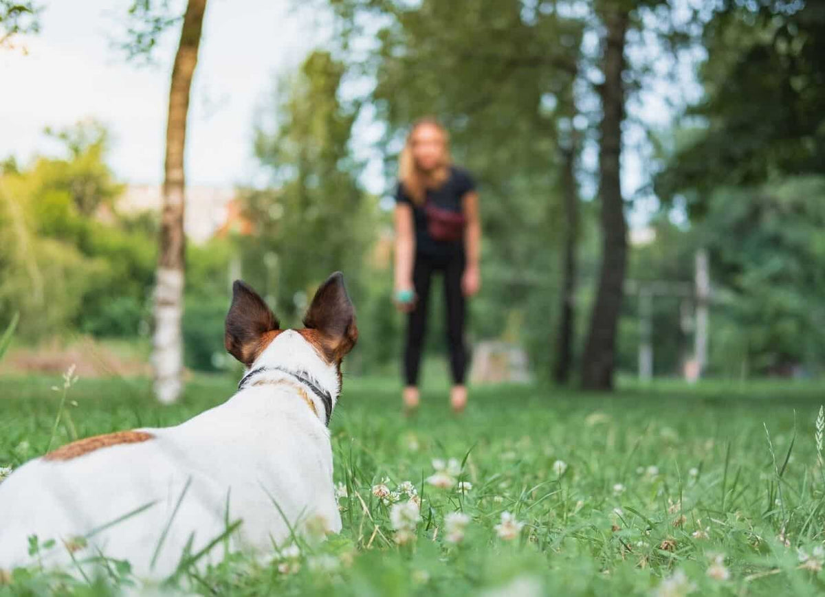 Dogs Recognizing Their Owners Through Staring photo
