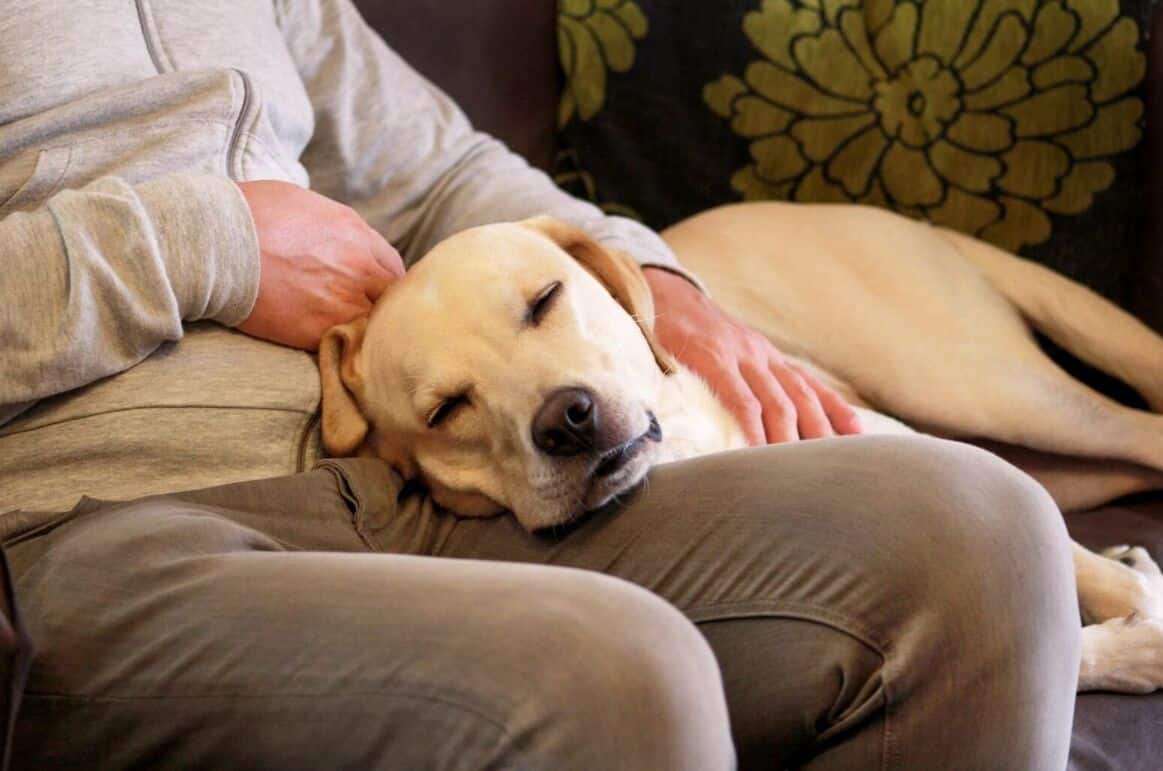 Velcro dogs