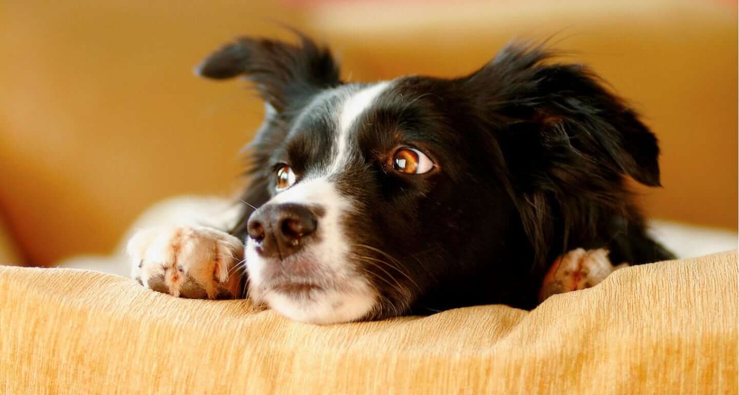 Signs of stress in dogs