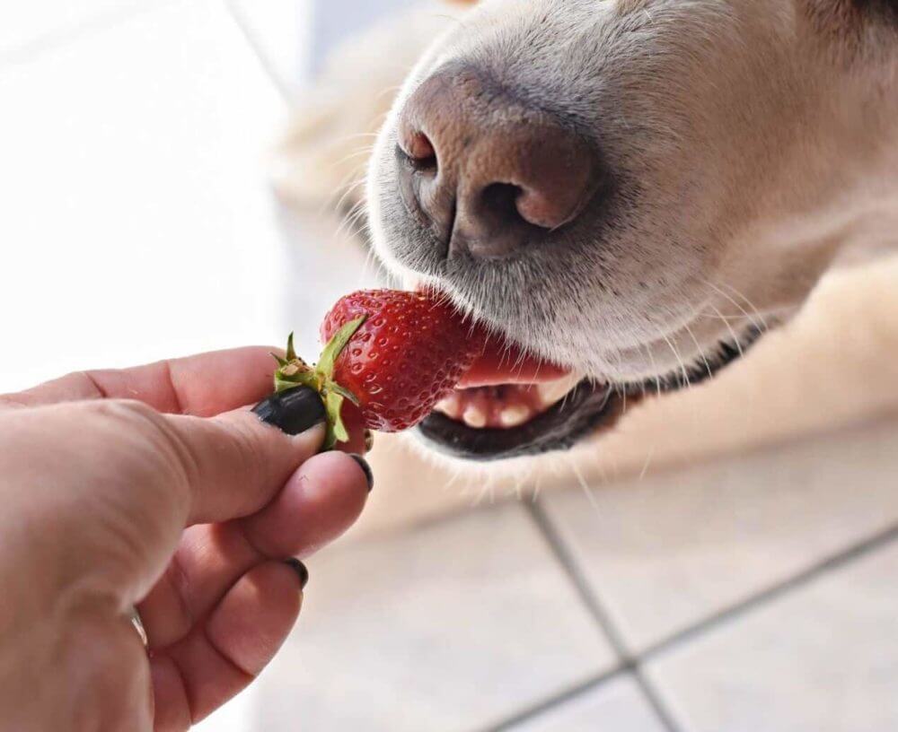 Can Dogs Eat Strawberries?