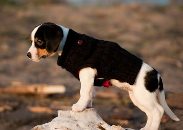 Should dogs wear clothes?