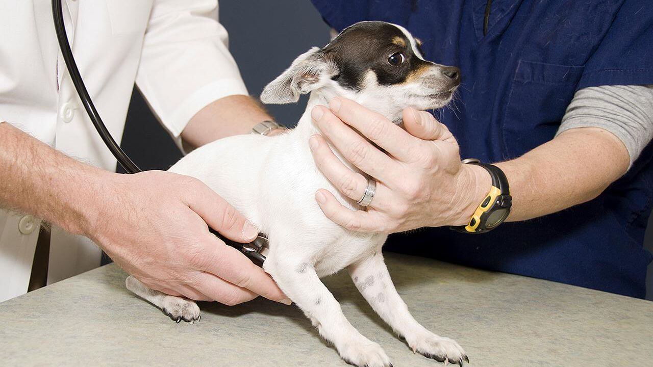 skin cancer in dogs