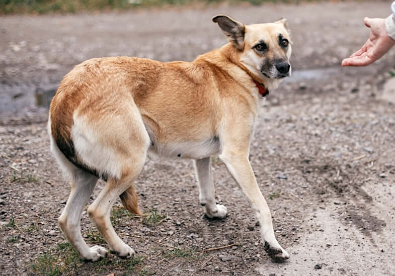 Why is my dog's tail between his legs?