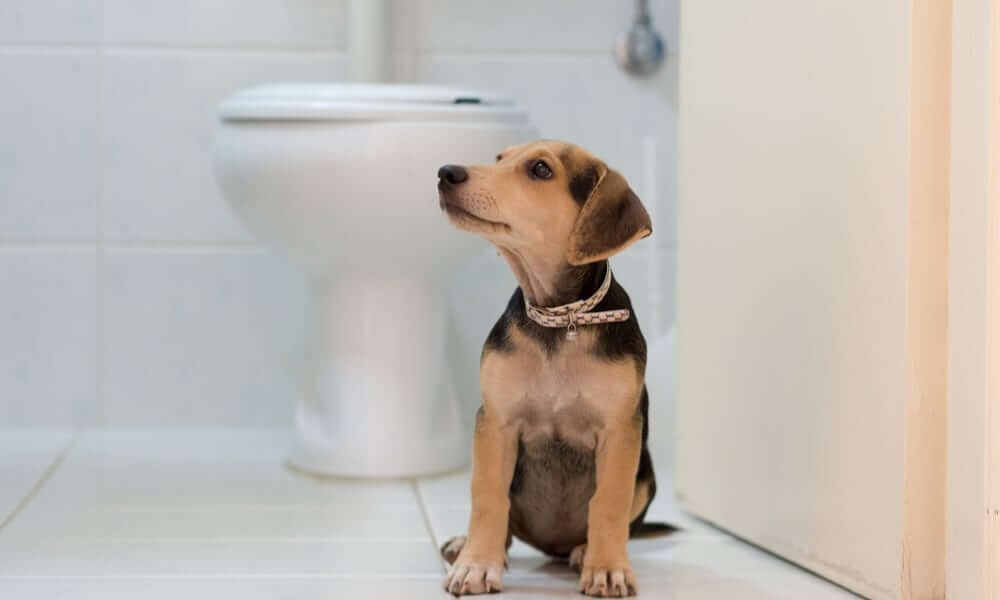 Why do dogs follow you into the bathroom?