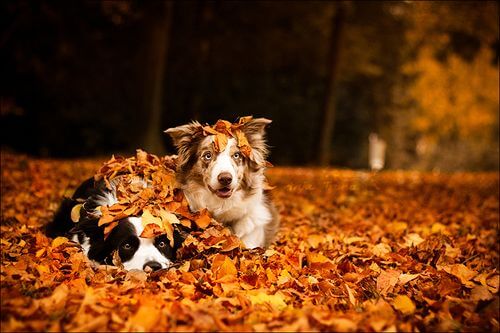 Weekend Fall Dogs 5 fall activities for dogs