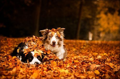 5 fall activities for dogs