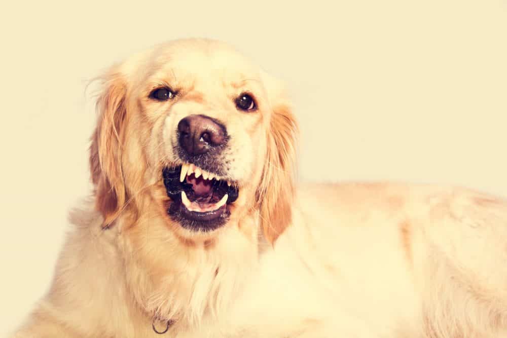 Angry golden retriever