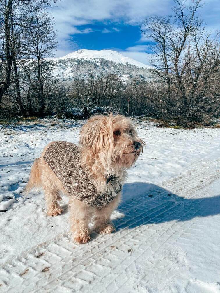 dog in the snow