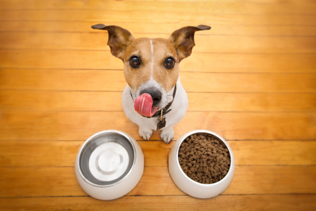 How often should I wash my dog's food and water bowls?