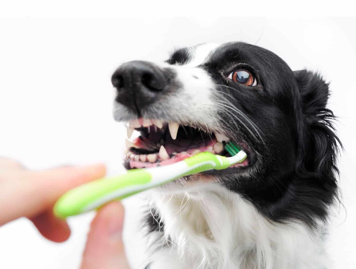 bad breath in dogs