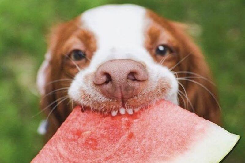 Can dogs eat watermelon?