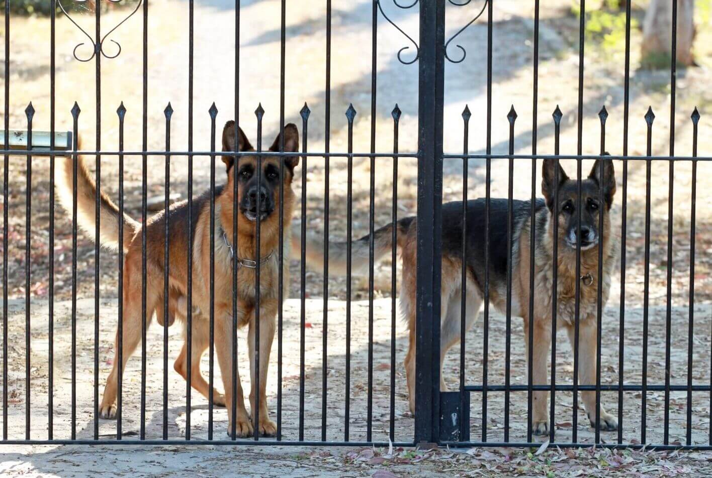 guard dog breeds