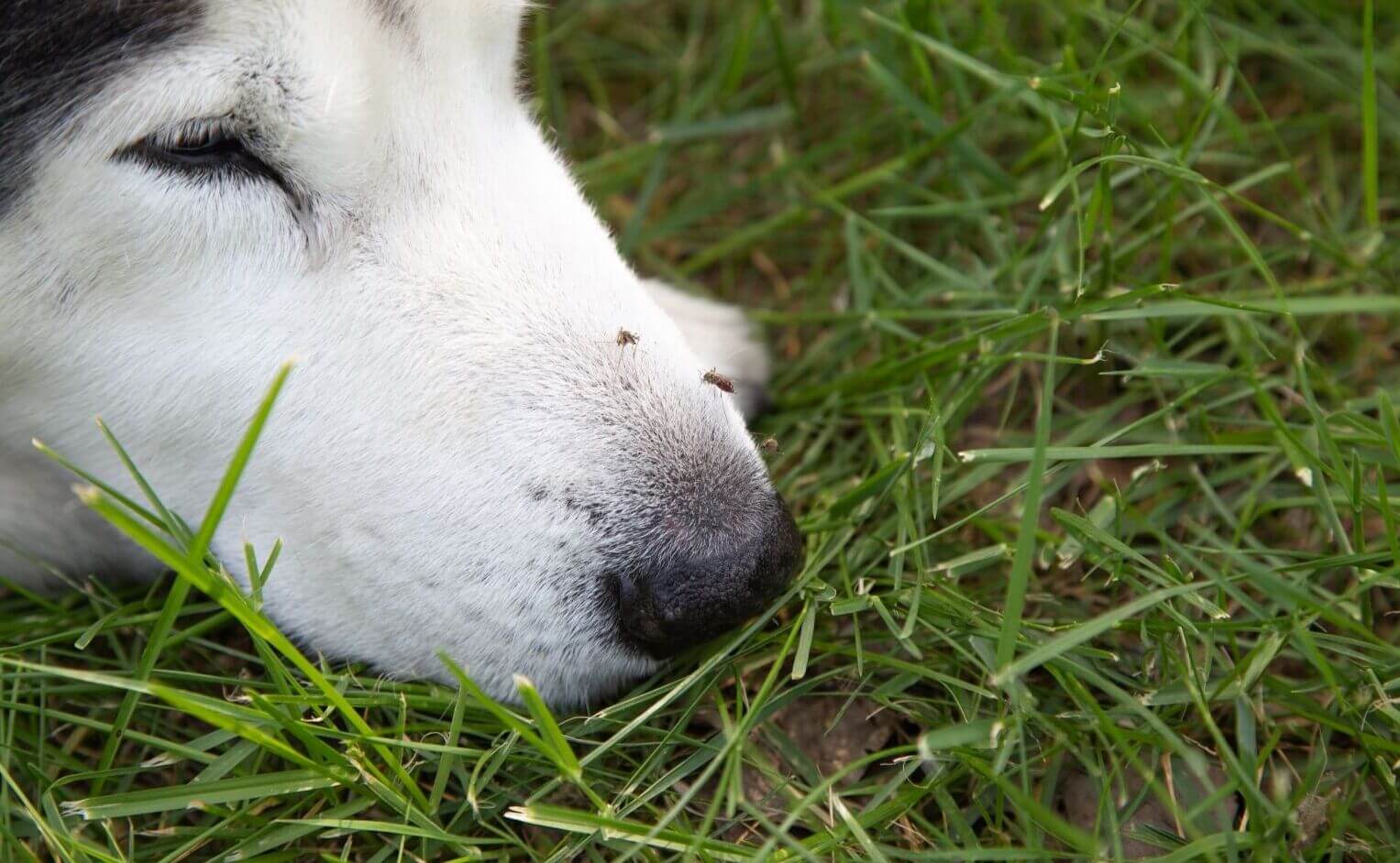 mosquito bites in dogs