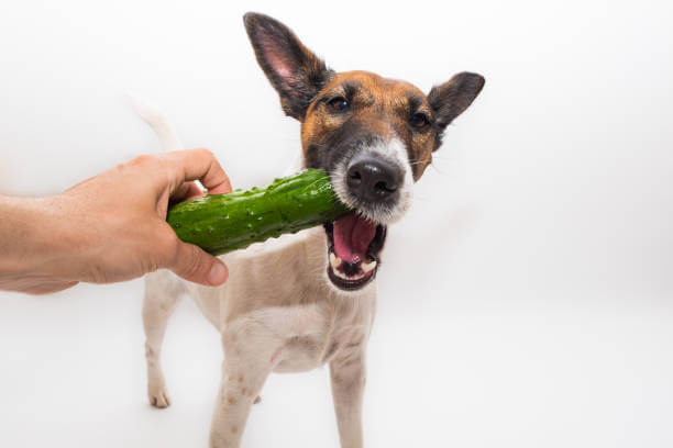 Can dogs eat cucumbers?