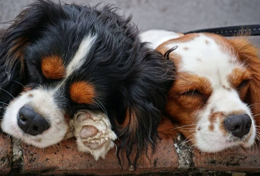 10 Laziest Dog Breeds (To Cuddle With!)