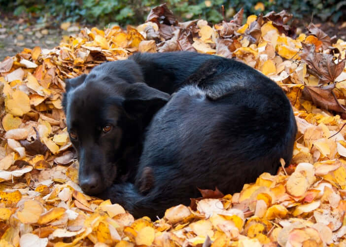 Why do dogs walk in circles before lying down?