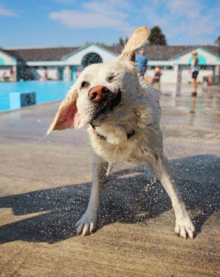 how to keep dogs cool in summer