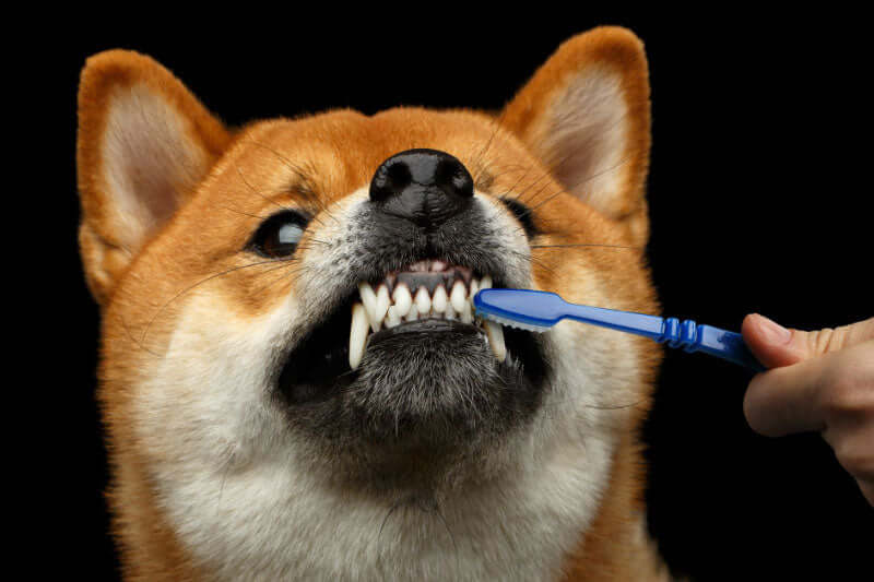 Is toothpaste bad for dogs?